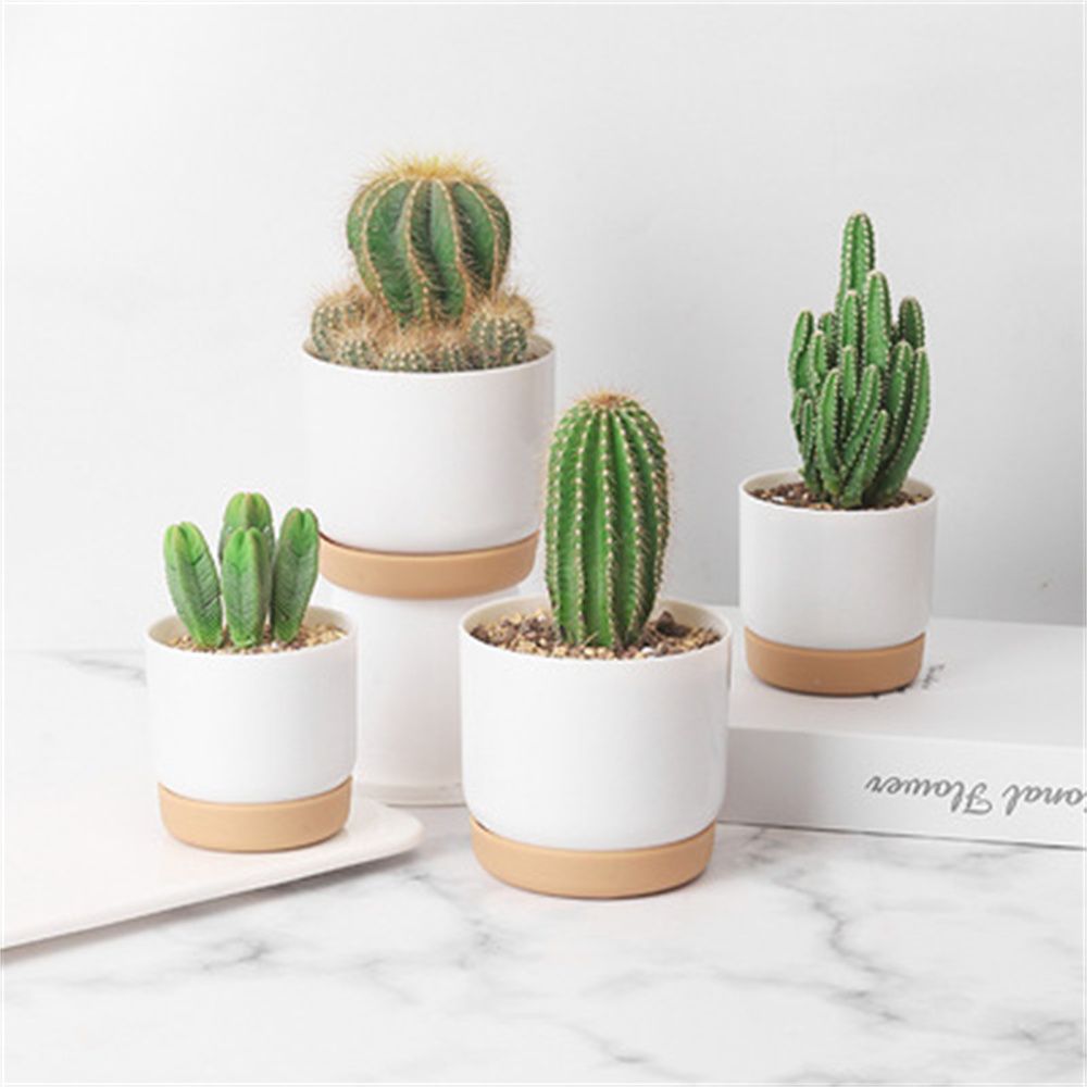 둥근 선인장 다육 식물 정원 용품 자가 급수 화분 배수 - Echeveria Succulent 리뷰 및 가격