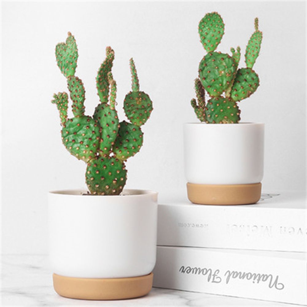 둥근 선인장 다육 식물 정원 용품 자가 급수 화분 배수 - Echeveria Succulent 리뷰 및 가격