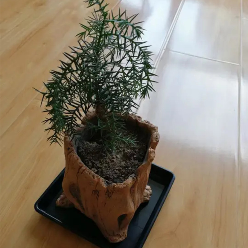 모조 나무 말뚝 나무 뿌리 식물 심기 화분에 심은 식물 - Echeveria Succulent 리뷰 및 가격